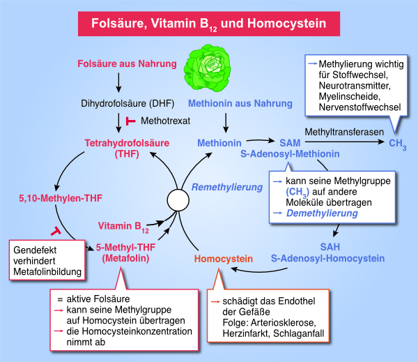 Infografik: Folsäure, Vitamin B₁₂ und Homocystein